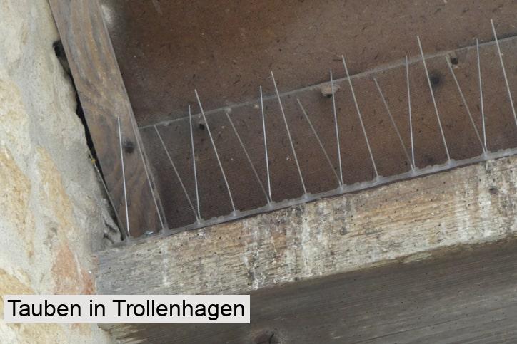 Tauben in Trollenhagen